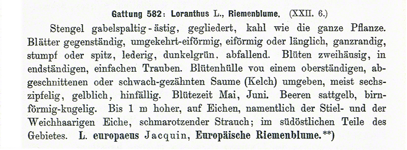 Eichenmistel